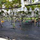 담쟁이농장 이미지