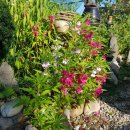 삼복농장 이미지