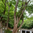 혜명 | 인천서구 유명한접집 추천 혜명이보살 신점후기