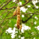 타마린드 이미지