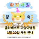 베스트고양이병원 이미지