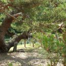 대하리 소공원 이미지