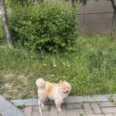 늘솔길애견미용실 네이버블로그
