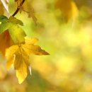 호사유피 이미지