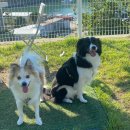 연희재 애견펜션 이미지