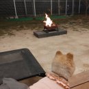 댕댕이 옷 [<b>코코</b><b>시앙</b>] -앨리스튜튜,꼬끄올인원