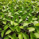 일토농장 이미지