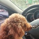 미소돌봄동물병원 이미지