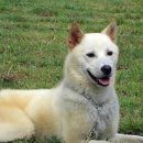 글로벌진돗개 이미지