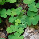 운칠기삼 이미지