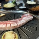 꽃돼지갈매기
