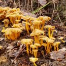 용치로 | [추석 후기] 나의 추석