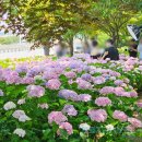 삼락주유소 | 부산 수국 명소 사상 삼락생태공원 낙동제방 실시간 개화 상황 및 위치