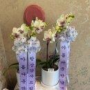 청운꽃농원 - 동구 팔공로 75 | 청운꽃농원