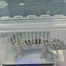 (주)이오하모니 | 3월 말, 무게체크 ! 아직까지는 바이탈밀로 계속 급여중