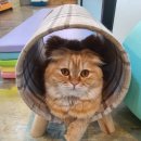 미어캣인더시티 이미지