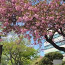 인제13-1 | 김해 겹벚꽃 명소 인제대학교 김해캠퍼스🌸 4월 13일 김해 등나무명소 실시간 개화후기