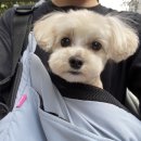 쌍금이네 | 석촌고분역 쌍금이네