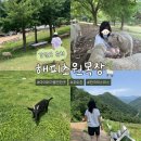 더존비앤씨티(강아지숲)/카페 여름 | [춘천여행] 엄마와 춘천여행 ep.3 힐링코스 해피초원목장 | 아이와 가볼만한 곳 체험 포토존