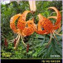 부부백