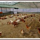 자영농장 이미지