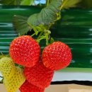 해담농장 이미지