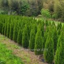 에메랄드그린 이미지