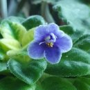 도도버드 이미지