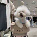 김섭 - 영덕군 영덕로 | 강아지 유모차 체험 및 구매 가능한 모루뽀 방문 후기 (반려견 유모차/반려견용품매장)