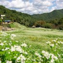 10월9일 (월) 청주 상당산성 , 된내기골 메밀꽃 -- 진행합니다. 이미지