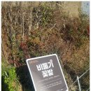 비둘기2길 이미지