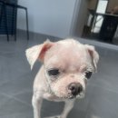 귀빈펫살롱 이미지