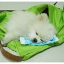 노지연 카카오 검색결과