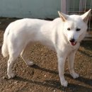 사파동225 이미지