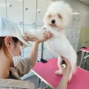 벤자민펫미용학원