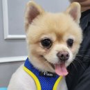 증평가정견훈련소 이미지