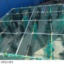 비안도수산 이미지