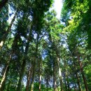 편백나무숲 이미지