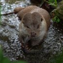 화천군수달연구센터 이미지