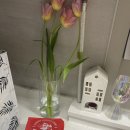 뽀끼 매니아 이미지