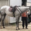 아라뱃길 승마클럽 이미지