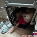 동일애견샵 | 신부동 애견미용, 포메미용 / 다윈애견샵 후기♥