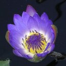 [ 5월 8일 탄생화] 수련(Water Lily) 이미지