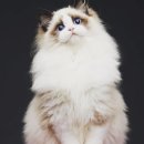 랙돌캐터리 아이돌스 전주고양이분양 이미지