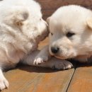 복슬 강아지 이미지