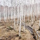 자작나무 조형물 이미지