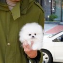 도그천사 | 화이트포메라니안분양 (예쁜강아지는 강남청담에서/도그캐슬)