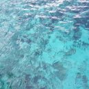 탑 피시 이미지