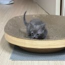 상상그린 G. HOUSE | LG 공기청정기 펫 필터 정품호환 가격 차이 후기