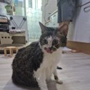달꼬 네이버블로그